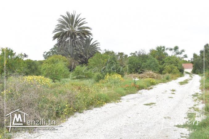 UN SUPERBE TERRAIN A LA SOUKRA