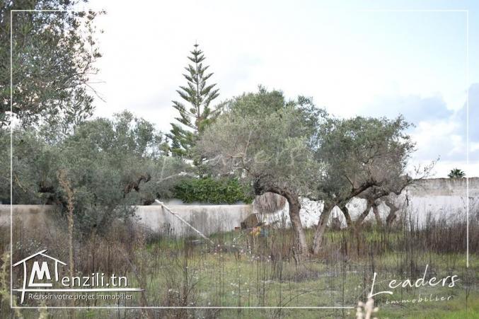 UN SUPERBE TERRAIN A LA SOUKRA