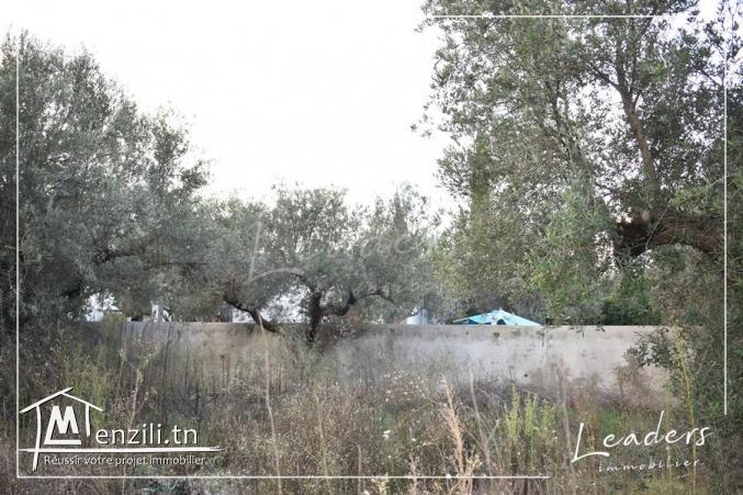 UN SUPERBE TERRAIN A LA SOUKRA