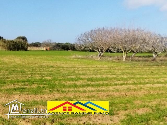 Terrain agricole de 2 hects 6605m2 a el haouaria