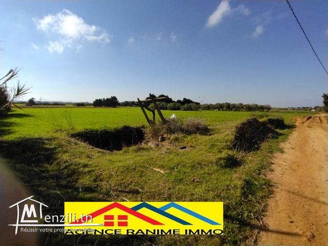 Terrain agricole de 2 hects 6605m2 a el haouaria