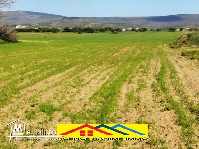 Terrain agricole de 2 hects 6605m2 a el haouaria