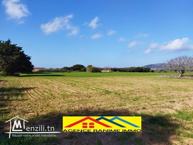 Terrain agricole de 2 hects 6605m2 a el haouaria