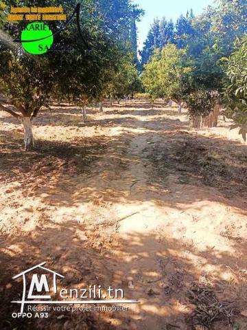 #A VENDRE = #Senya Cloturé #15000M² #Sidi Bouali