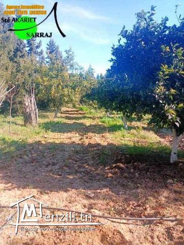 #A VENDRE = #Senya Cloturé #15000M² #Sidi Bouali