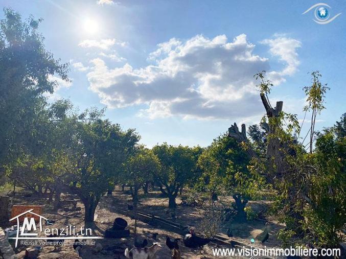 Vente Terrain Jalel