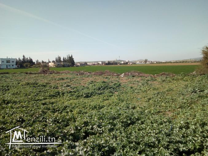 Terrain à vendre à Medjez El Bab