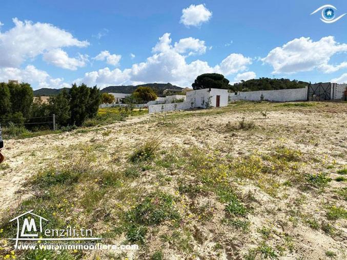 Vente Terrain Skander