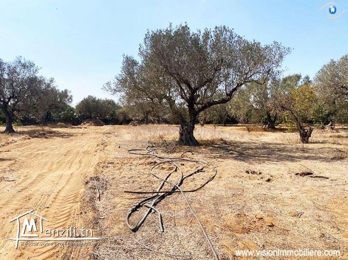 Vente Terrain Muguet