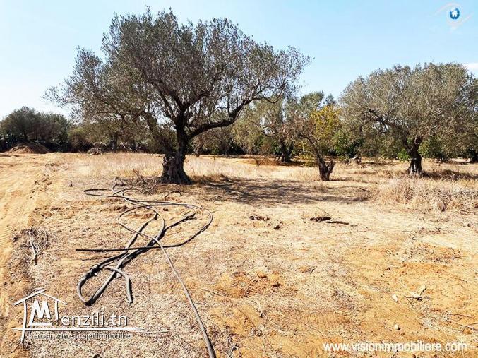 Vente Terrain Muguet