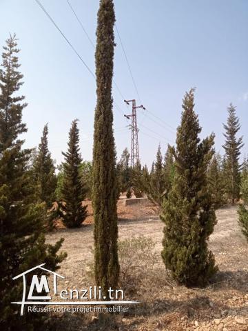 Terrain agricole est sur la route principale