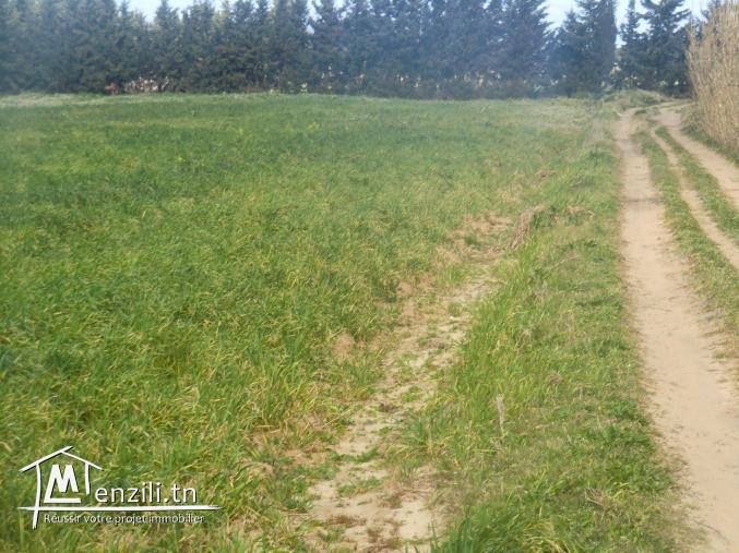 terraina vendre sur la route goudronné pour un ptojet commercial ou agricole