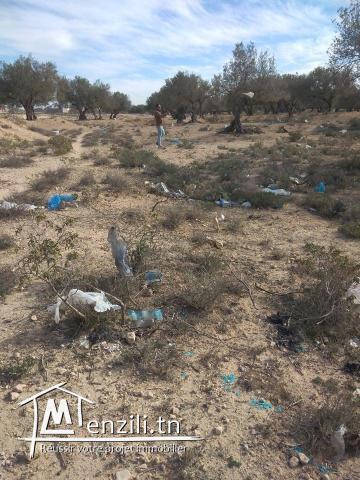 أرض للبيع سوسة الرياض