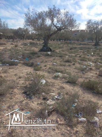 أرض للبيع سوسة الرياض