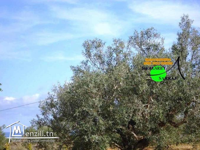 Ferme [#14661M²] #Vue De mer #Prés #Mall Of #Sousee