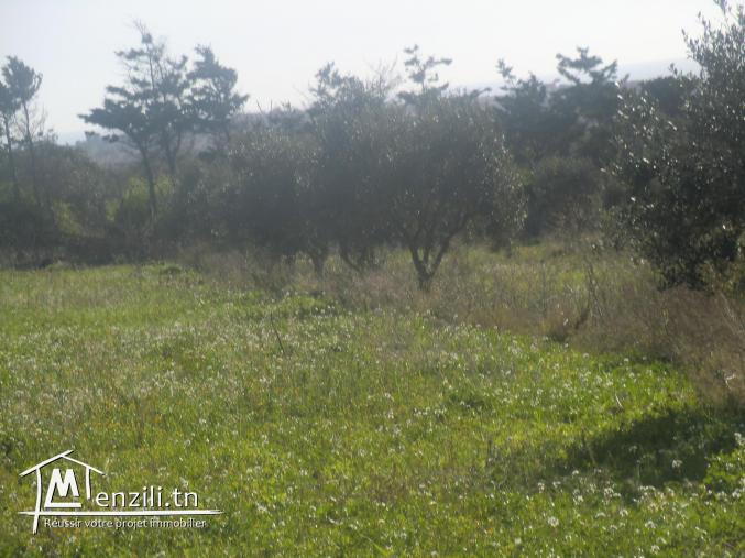 1hectar et 8000m² a vendre seuelement a 250000dt