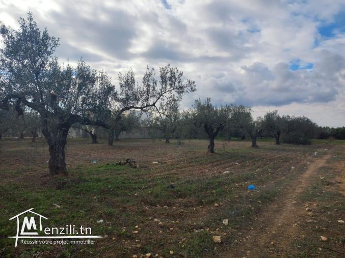 terrain habitable hammamet yasmine