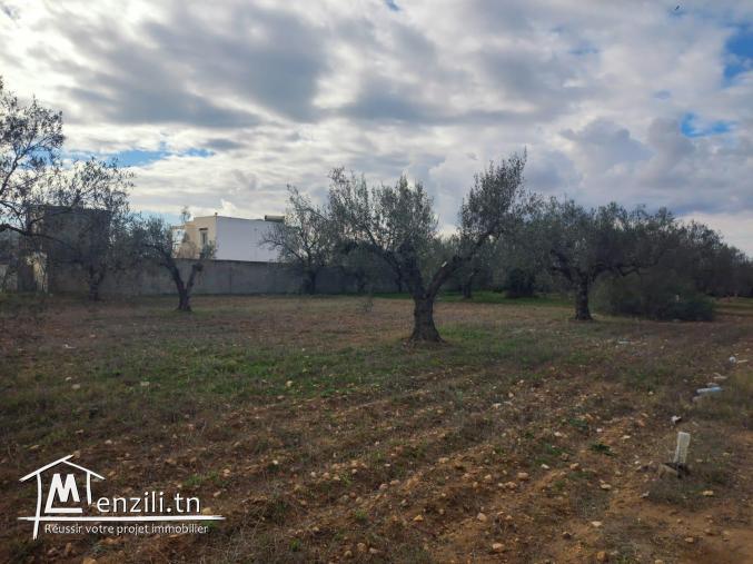 terrain habitable hammamet yasmine