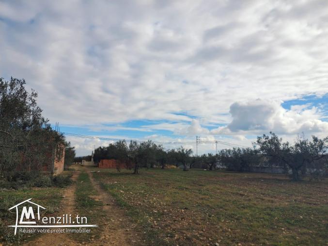 terrain habitable hammamet yasmine