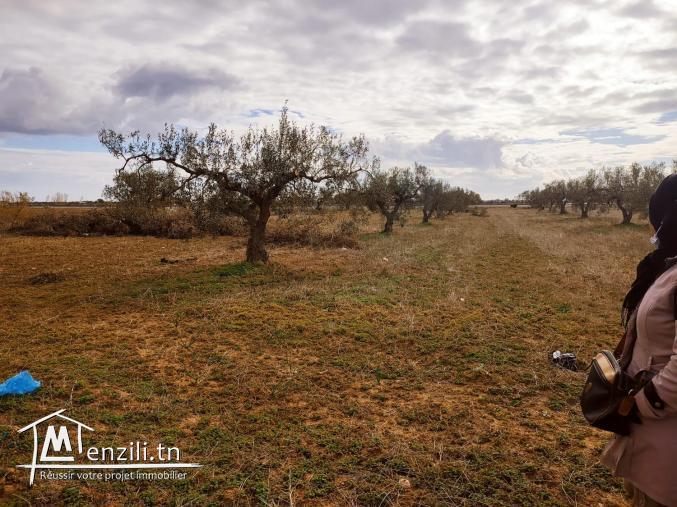 Terrain pour bâtir maison de rêve