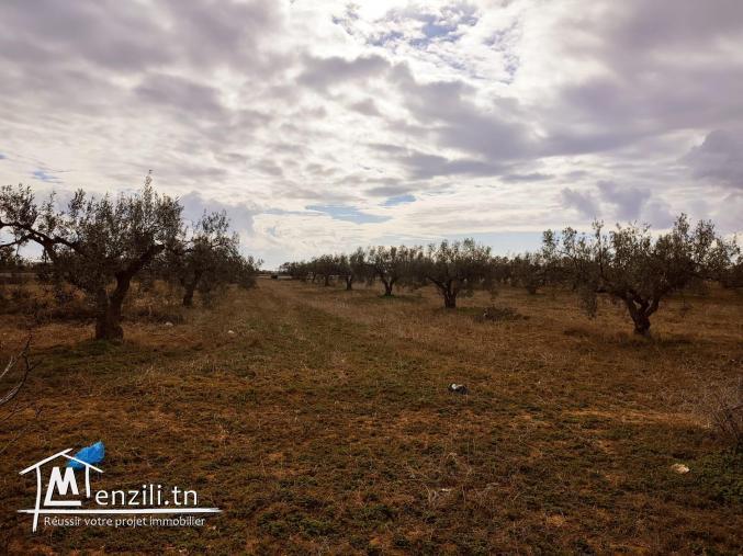 Terrain pour bâtir maison de rêve