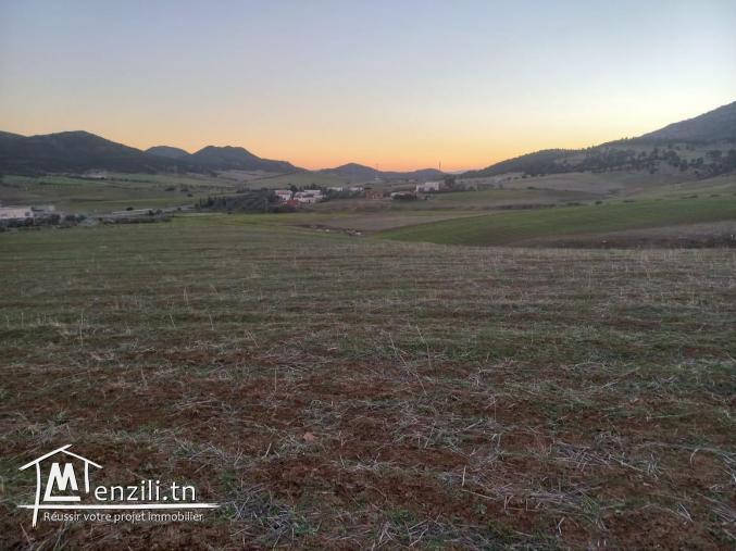 deux hectares disponibles pour la vente Hammamet Yasmine