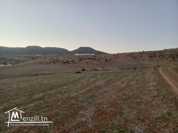 deux hectares disponibles pour la vente Hammamet Yasmine