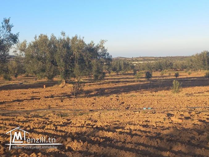 2 hectare et demi met à la vente à friguia