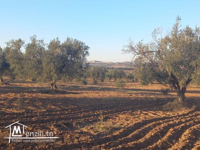 2 hectare et demi met à la vente à friguia