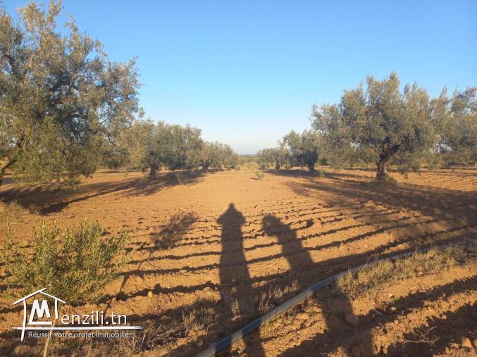 2 hectare et demi met à la vente à friguia