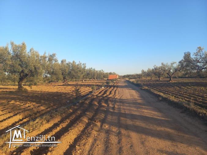 2 hectare et demi met à la vente à friguia