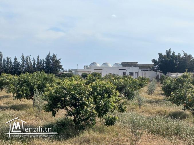 terrain idéale pour la construction à hammamet yasmine