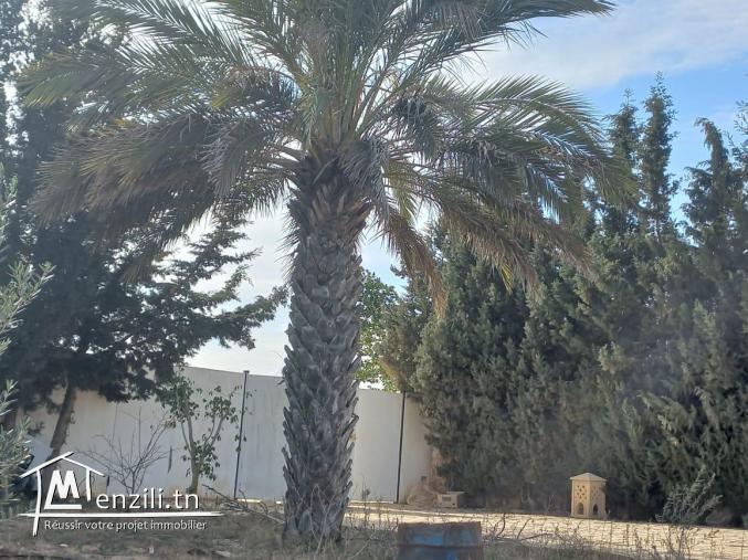 terrain idéale pour la construction à hammamet yasmine