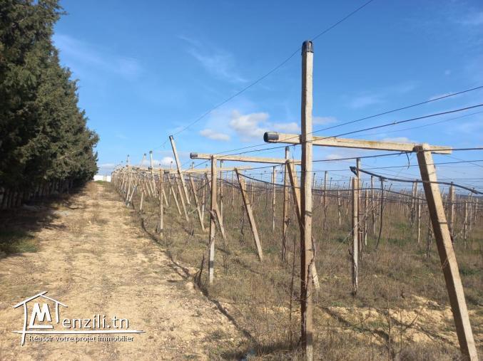terrain idéale pour la construction à hammamet yasmine