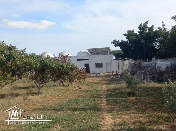 terrain idéale pour la construction à hammamet yasmine