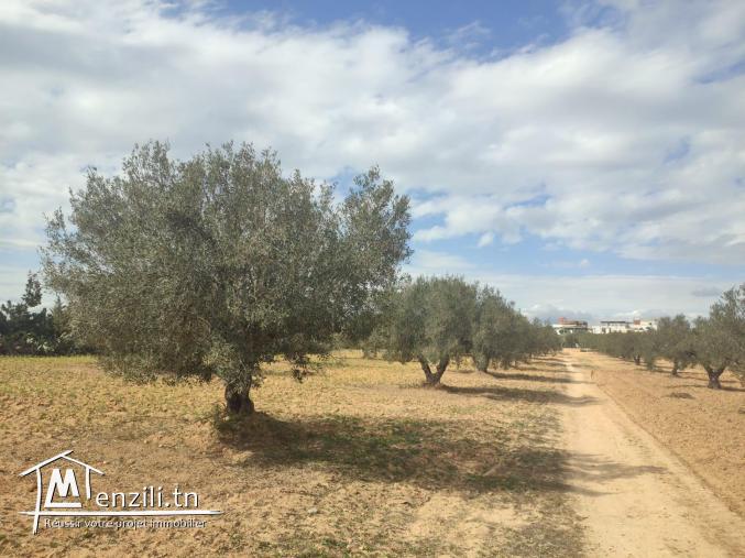 terrain bâtissable Hammamet Yasmine
