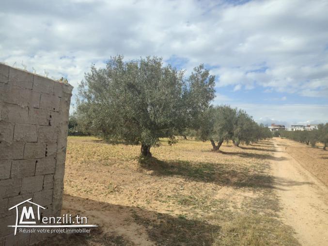 terrain bâtissable Hammamet Yasmine