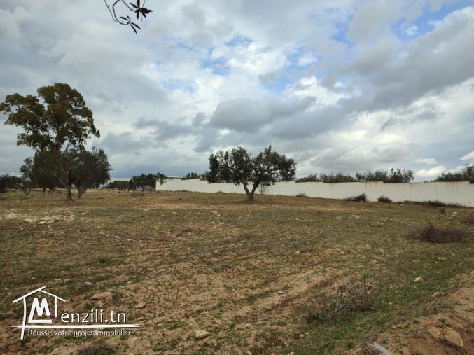 terrain bâtissable à hamammet yasmine
