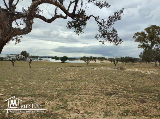 terrain bâtissable à hamammet yasmine
