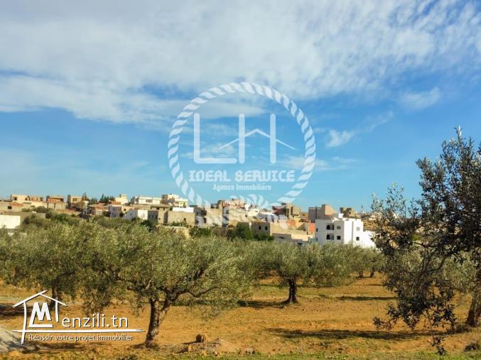 terrain a vendre de  hamammet yasmine