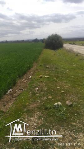 سانية للبيع بالعروسة