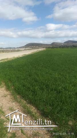 سانية للبيع بالعروسة