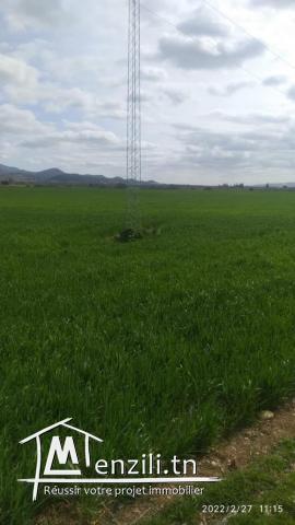 سانية للبيع بالعروسة