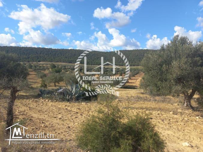 Terrain agricole à vendre à Hammamet sud