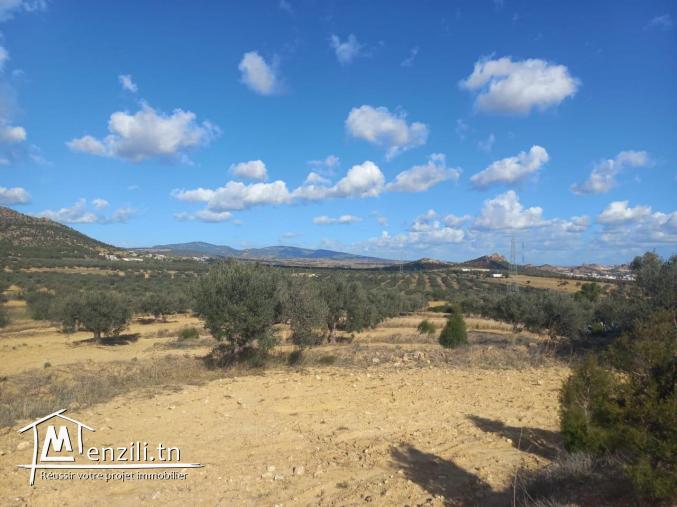 Terrain agricole à vendre à Hammamet sud
