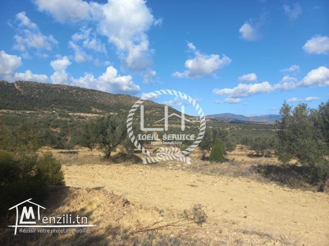 Terrain agricole à vendre à Hammamet sud