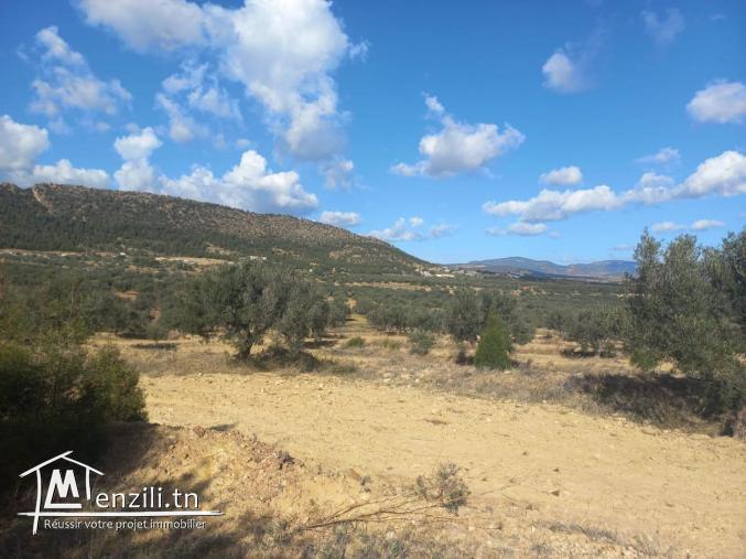 Terrain agricole à vendre à Hammamet sud