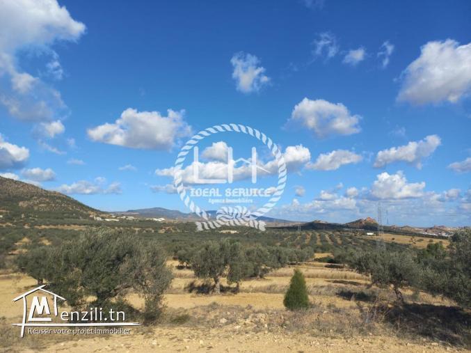 Terrain agricole à vendre à Hammamet sud