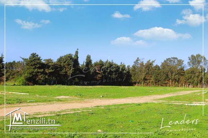 des terrain a kelibia ( dar allouch ) a vendre