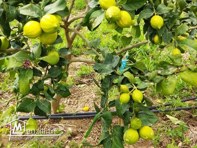 Ferme de 1 hect et 5500m2 a el haouaria cap bon